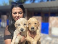 Safkan Golden Retriever Yavrularım