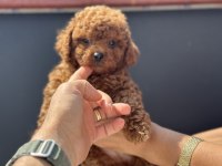 Petmode köpek çiftliğinde ziyarete açık toy poodle