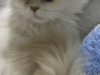 Aşıları tam ev kedisi chinchilla