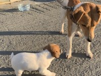 SAFKAN JACK RUSSELL (1,5 aylık)