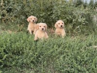Sevimli Golden Retriever Yavrular