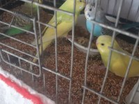 50 günlük muhabbet kuşları