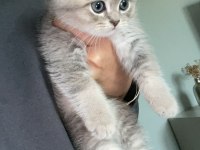 1.5 Aylık Erkek Yavru Kedimiz