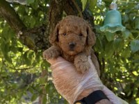 Toy Poodle Irk Garantili Yavrularımız