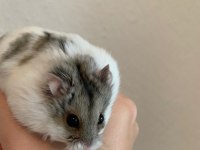HAMSTER GONZALES YAVRULARIMIZ HERYERE GÖNDERİM