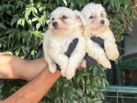 Maltese Maltis Yavru Köpeklerimiz