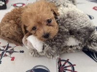 2.5 Aylık Maltipoo Teacup