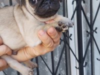 Pug Mops Bebekler