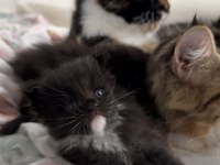 ÖZEL MAINE COON SAFKAN YURT DİŞİ YAVRULARI