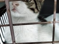 Kazadan kurtarılan 4 aylık kedimiz için yuva arıyoruz