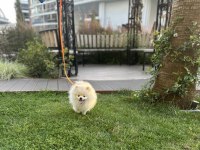 7 Aylık Sevimli Pomeranian Milky