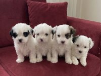 A Kalite Terrier Maltese Yavrular Hazır