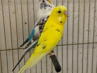 Jumbo ve Çekoslovak muhabbet kuşu takım