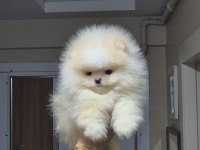 ÜST KALİTE TEACUP AYICIK SURAT POMERANİAN BOO ERKEK