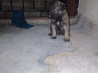 Safkan Kangal