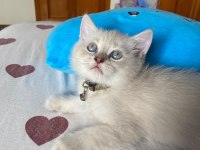 Blue Point Erkek Kedimiz