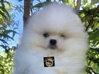 Pets World Kentpark Pomeranian Boo