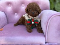 TEACUP KORE POODLE