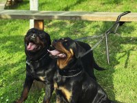 BABA TÜRKİYE ŞAMPİYONU ANNE BABA SRCLI SAFKAN KÖPEKLER