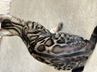 Silver Bengal Show Class