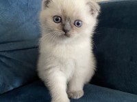 Şeker gibi top kafa scottish fold yavrumuz