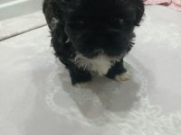 shih tzu siyah