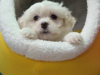 Maltese Terrier Malta