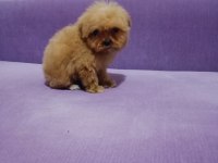 Mini boy tea cup Maltipoo yavrumuz ırk garantili teslim
