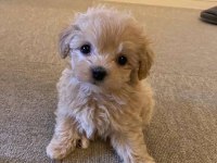 Ev Üretimi Gerçek Teacup Maltipoo