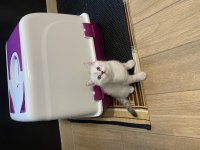 Uygun puanlı British Shorthair yavrular
