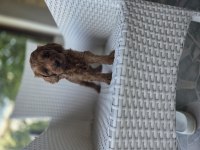 Ev bebeği maltipoo ped eğitimi var