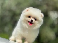 Show kalite pomeranian yavrular
