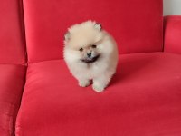 POMERANİAN TEDDY ERKEK