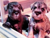 FCI Şecereli Miniature Schnauzer Köpekler