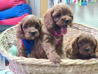 ANNE BABA ORJİNAL CAVAPOO YAVRULAR