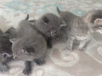 Ücretli sahiplenme british shorthair