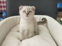 2 aylık scottish fold blue point dişi