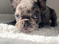 RENKLİ GÖZLÜ FRENCH BULLDOG YAVRULARIM