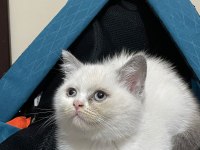 British Shorthair Blue Point
