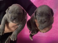 A KALİTE DEV CANE CORSO YAVRULARI