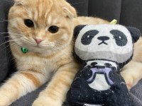 Sarı scottish fold