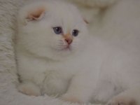 Topaç kafa silver scottish fold