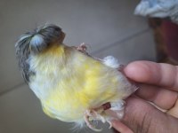 Gloster çift kanarya