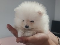 Pomeranian en tatlı yavrucuklar