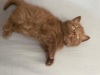 Kehribar gözlü çikolata British Shorthair