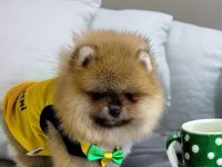 ÜST SEGMENT POMERANİAN BOO AYI SURAT ERKEK YAVRUMUZ ANTALYA
