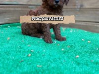 Red Toy Poodle