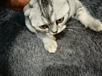 2 adet dişi ve kısırlaştırılmış scottish fold