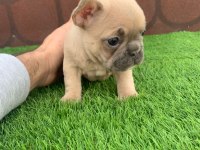 Kalıcı Renkli Gözlü Irk Garantili French Bulldog Yavrularım