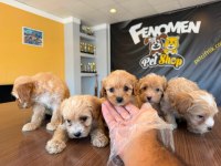 MALTİPOO TESLİMLER BAŞLADI ANKARA MAĞAZAMIZDA GÖRÜN